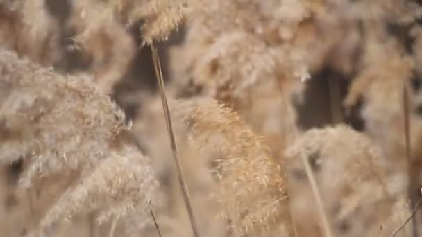 Gros plan du champ d'herbe sauvage se balancer du vent contre le ciel. Balancement du vent Herbe Au printemps. Concentration sélective .