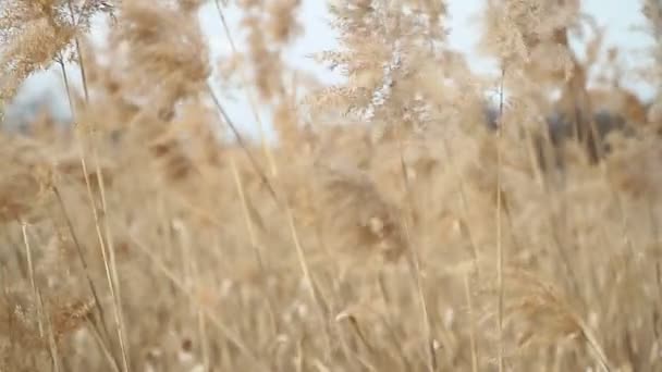 Closeup Field Wild Grass Sway Wind Sky Wind Sways Grass — Stock Video