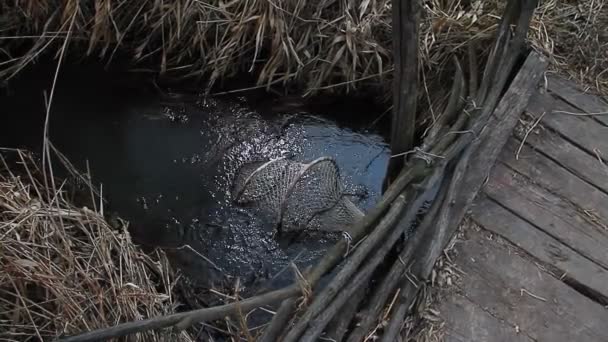 A Grid for small fish hangs on the bridge over the running stream with reeds along the banks, outdoor recreation — Stock Video