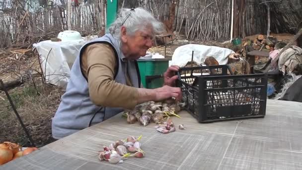 회색 머리를 가진 노인은 요리하거나 거리에서 땅에 심기 전에 마늘을 집어 들고 청소합니다. — 비디오