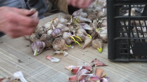 Close-up van oude dames handen zeven en schillen van knoflook voor het koken of planten in de grond buiten, het leven op een oude boerderij — Stockvideo