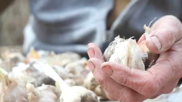 Close-up van oude dames handen zeven en schillen van knoflook voor het koken of planten in de grond buiten, het leven op een oude boerderij — Stockvideo