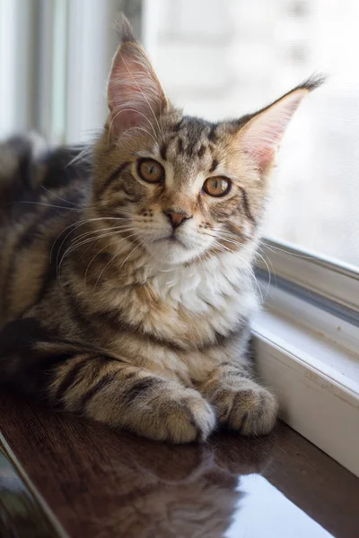 Ein Bild eines Maine-Coon-Kätzchens, das auf einem Fenstersims in der Nähe eines offenen Fensters sitzt — Stockfoto