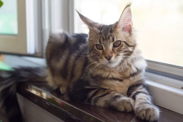 Фото котёнка из Мэна Куна, сидящего на подоконнике возле открытого окна — стоковое фото