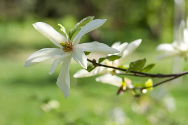 Closeup of a blooming bud of a white magnolia on a branch against a green garden, selective focus — Stock Photo, Image