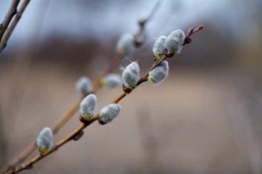 Bir söğüt çiçeği, söğüt katkins, seçici odak, Paskalya arka plan veya kavram yakın çekim