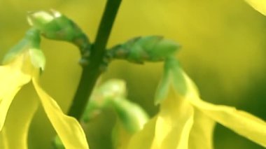 İlkbaharda çiçek açan forsythia dalı, arka plan veya konsept yakın çekim