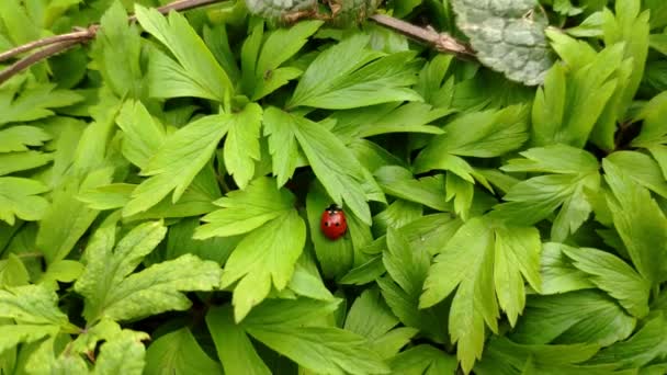 Kleine Marienkäfer Kriechen Frühling Einem Sonnigen Tag Auf Neue Grüne — Stockvideo