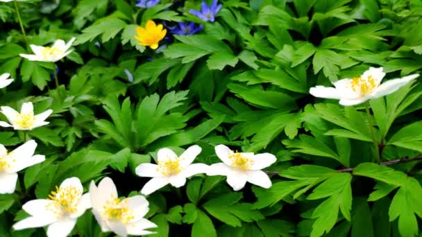 春の最初の花の一つ 植物園の軽い風に白いアネモネのクローズアップ 柔らかい焦点 — ストック動画