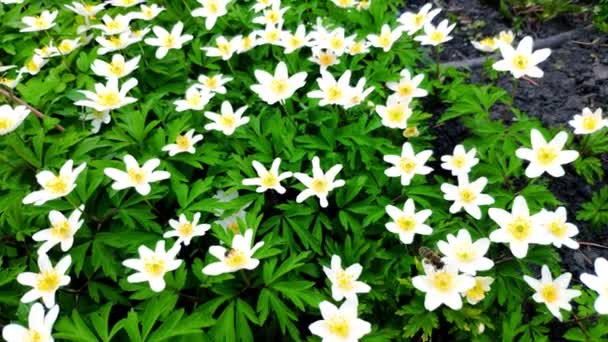 Closeup White Anemones Light Wind Botanical Garden One First Flowers — Stock Video