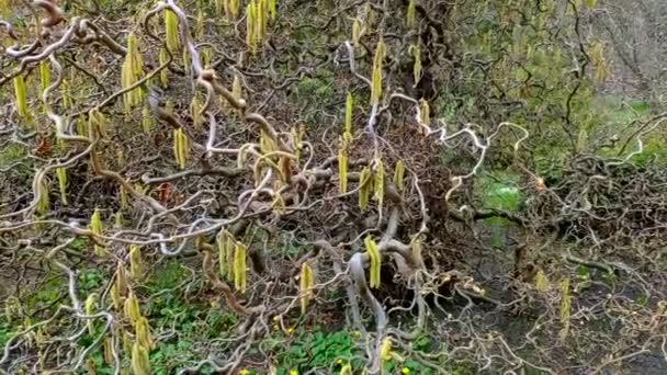 Close Moving Frame New Green Leaves Bushes Sunny Day Spring — Stock Video