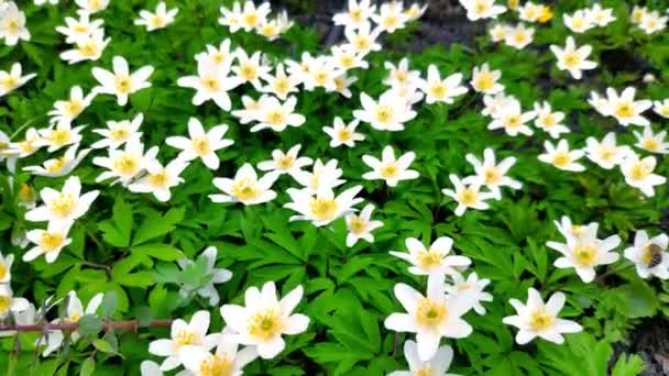 Bílými Sasanky Lehkém Větru Botanické Zahradě Jednom Prvních Květin Jaře — Stock video