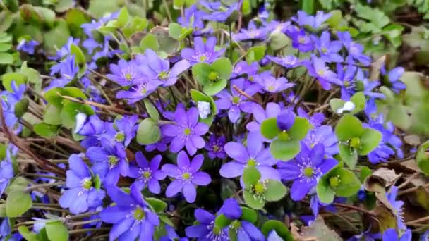 Närbild Lila Anemon Botanisk Trädgård Första Blommorna Våren Mjukt Fokus — Stockvideo