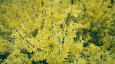 İlkbaharda çiçek açan forsythia dalı, arka plan veya konsept yakın çekim