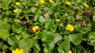 Erken ilkbaharda güneşli bir günde sarı çiçeklerle bir glade tozlaşma bir arı hareket yakın çekim, bahar ve yaşamın başlangıcı kavramı