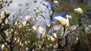 Mavi bir gökyüzü, güzel doğa kavramı karşı bir botanik bahçesinde çiçek açan beyaz manolya Closeup