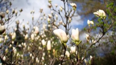 Mavi bir gökyüzü, güzel doğa kavramı karşı bir botanik bahçesinde çiçek açan beyaz manolya Closeup