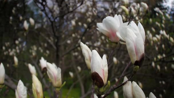 青空に対する植物園で咲く白いマグノリアのクローズアップ 美しい自然の概念 — ストック動画