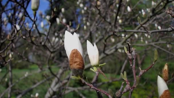 Nahaufnahme Einer Blühenden Weißen Magnolie Einem Botanischen Garten Vor Blauem — Stockvideo