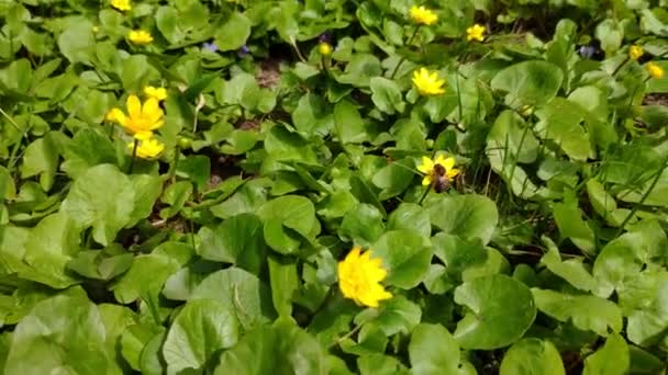 Close Shot Motion Bee Pollinating Glade Yellow Flowers Sunny Day — Stock Video