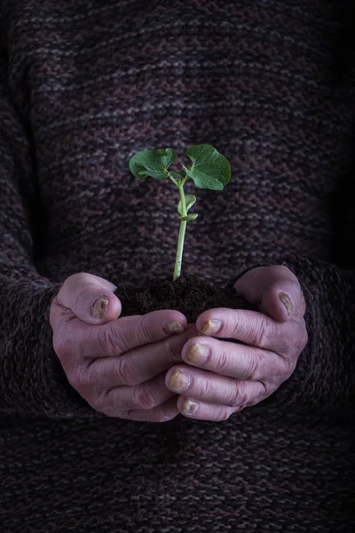 An old man hands holding a green young plant over dark sweater. Symbol of spring and environment concept.