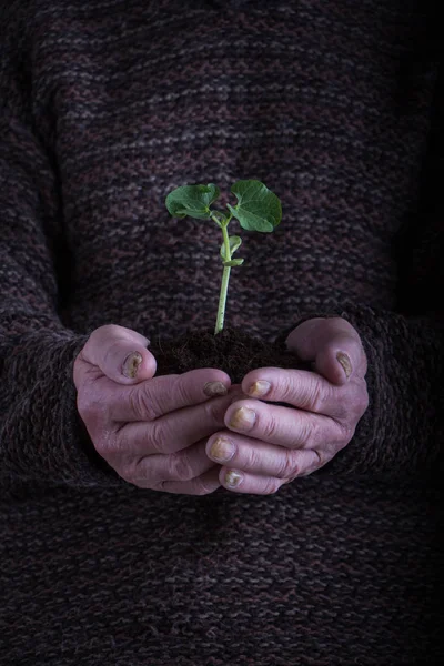 黒いセーターの上に緑の若い植物を持つ老人の手。春と環境のコンセプトのシンボル. — ストック写真