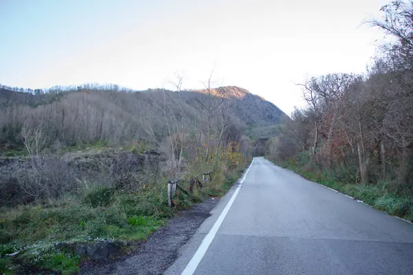 Antecedentes de la carretera al amanecer y las primeras rayas, árboles y hierba en el borde de la carretera — Foto de Stock