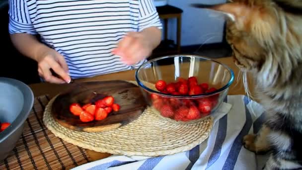 若い女性の手は ジャムと子猫メインクーンを作るための新鮮な熟したイチゴをカットし 彼女の仕事を見て 選択的な焦点 — ストック動画