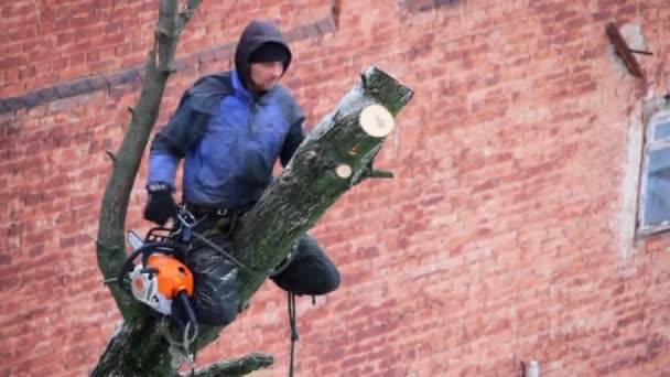 乌克兰哈尔科夫 2019年2月1日 一个带链锯的男人修剪一棵树 砍掉大树枝 — 图库视频影像