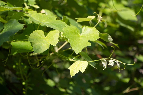 Крупный план вьющейся виноградной лозы с молодыми листьями на зеленой листве, избирательный фокус — стоковое фото