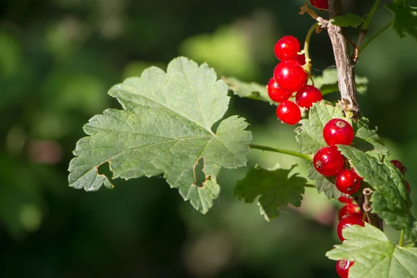 Primo piano di bacche di ribes rosso che crescono su un ramo in giardino, focus selettivo — Foto Stock