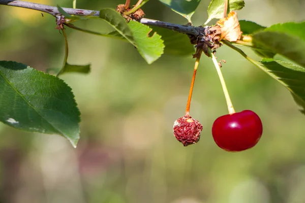 Primo piano di ciliegie rosse mature su un ramo sopra di giardino, messa a fuoco selettiva — Foto Stock