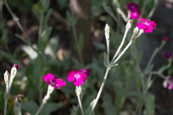 Roze bloemen in de tuin verlicht in de ochtendzon, selectieve focus — Stockfoto