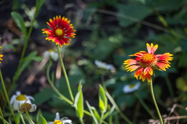 Orangefarbene Blüten im Garten in der Morgensonne, selektiver Fokus — Stockfoto