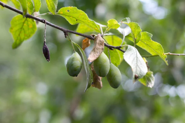 Ein Pflaumenzweig mit unreifen grünen Pflaumen gegen einen bläulichen Garten, selektiver Fokus — Stockfoto