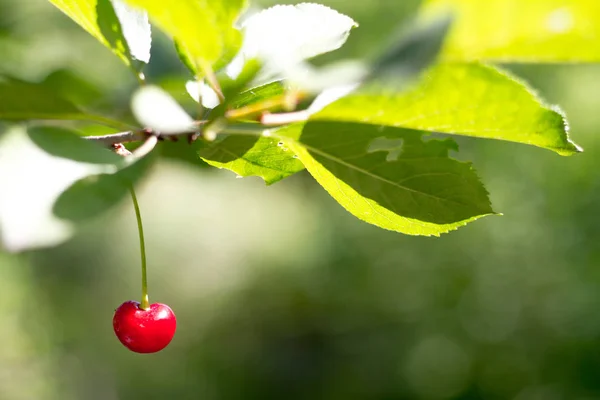Primo piano di una ciliegie rosse mature su un ramo sopra di giardino, messa a fuoco selettiva — Foto Stock