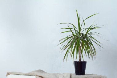 Koyu bir tencerede büyük bir dracaena bitki beyaz dokusal duvar karşısında beyaz konsol üzerinde doğal kumaş üzerinde duruyor