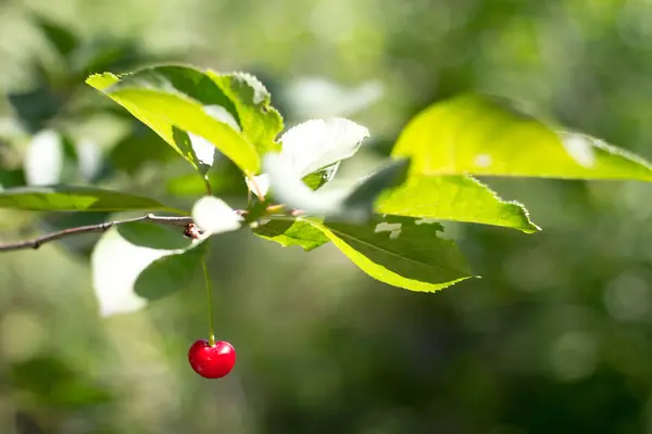 Primo piano di una ciliegie rosse mature su un ramo sopra di giardino, messa a fuoco selettiva — Foto Stock