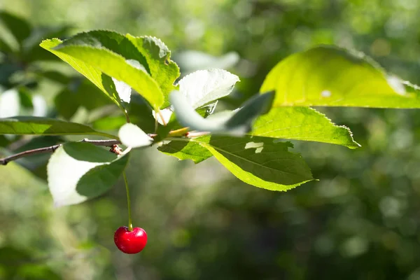 Primo piano di una ciliegie rosse mature su un ramo sopra di giardino, messa a fuoco selettiva — Foto Stock