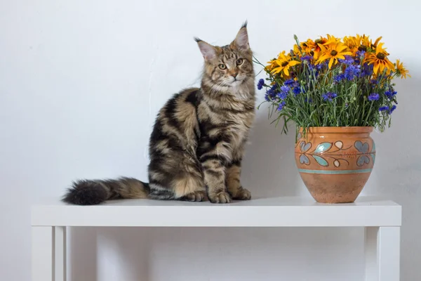 Maine Coon gatinho sentado em um console branco ao lado de um vaso com flores laranja e azul contra uma parede branca — Fotografia de Stock