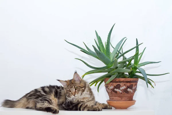Beyaz bir duvara karşı bir Aloe kil pot yanında White konsolunda oturan Maine Coon Kitten