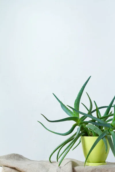Una gran planta de aloe en una maceta de color verde claro se apoya sobre tela natural en la consola blanca frente a la pared blanca — Foto de Stock