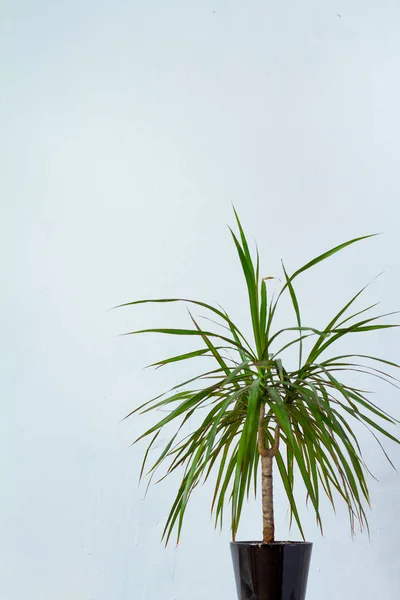 Una gran planta de dracaena en una maceta oscura se encuentra frente a la pared de textura blanca —  Fotos de Stock