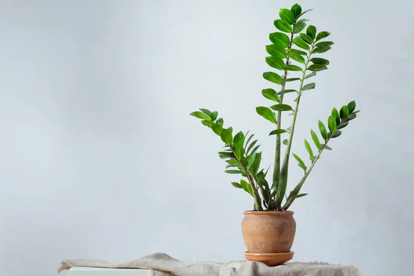 Flor verde planta de interior zamiokulkas o árbol de dólar que crece en maceta marrón arcilla de pie sobre tela natural aislada sobre fondo blanco —  Fotos de Stock