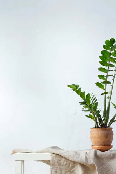 Yeşil çiçek houseplant zamiokulkas veya dolar ağacı beyaz arka plan üzerinde izole doğal kumaş üzerinde duran kil kahverengi saksı büyüyen