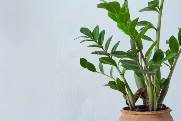 Beyaz dokusal arka plan üzerinde izole kil kahverengi tencerede büyüyen yeşil çiçek houseplant zamiokulkas veya dolar ağacı closeup — Stok fotoğraf