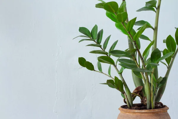 Primer plano de zamiokulkas de la planta de interior de la flor verde o árbol del dólar que crece en la olla marrón de la arcilla aislada en fondo textural blanco —  Fotos de Stock