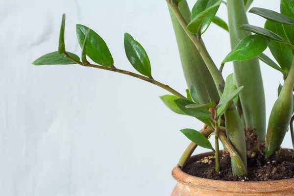 Primer plano de zamiokulkas de la planta de interior de la flor verde o árbol del dólar que crece en la olla marrón de la arcilla aislada en fondo textural blanco —  Fotos de Stock