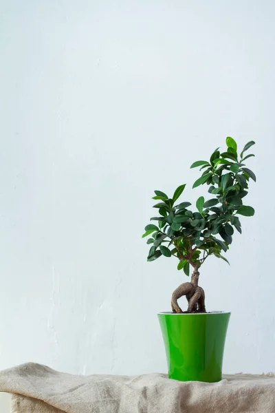 Un ficus bonsai en una maceta verde claro está sobre tela natural sobre la pared textural blanca —  Fotos de Stock