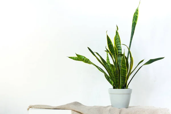 A large sansevieria plant in a light gray pot stands on natural fabric on white console opposite the white textural wall — Stock Photo, Image